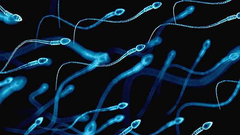 spermatogenesis