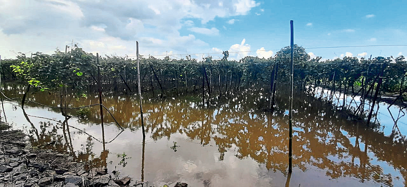 Gulab cyclone damage agriculture