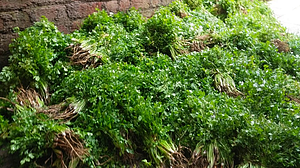 Coriander Plantation Coriander Plantation