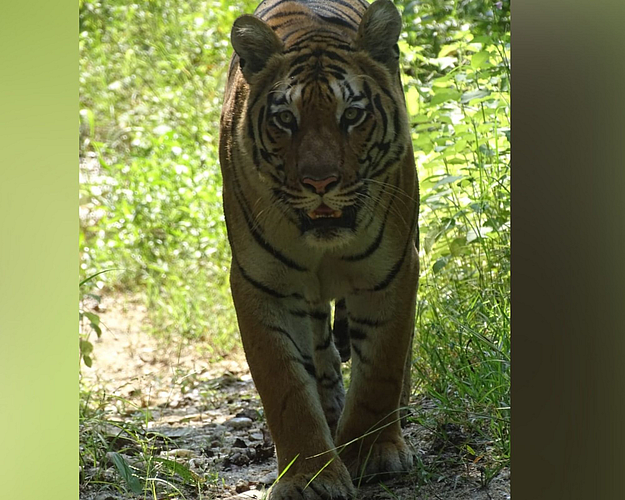 pench