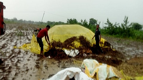 Hingoli Crop insurance