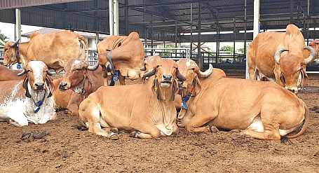 cow