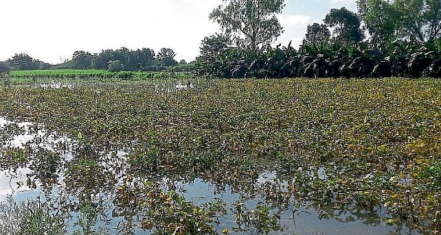 Nanded : शेतकऱ्यांच्या स्वप्नांचा झाला चुराडा