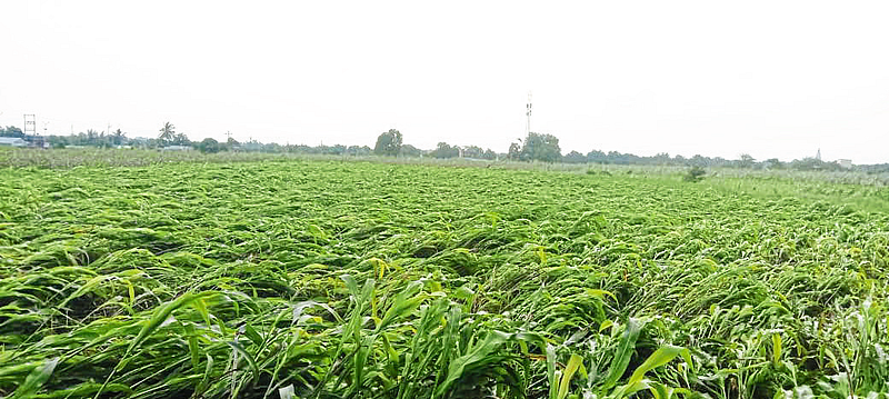 heavy rains in newase taluka caused severe damage to crops