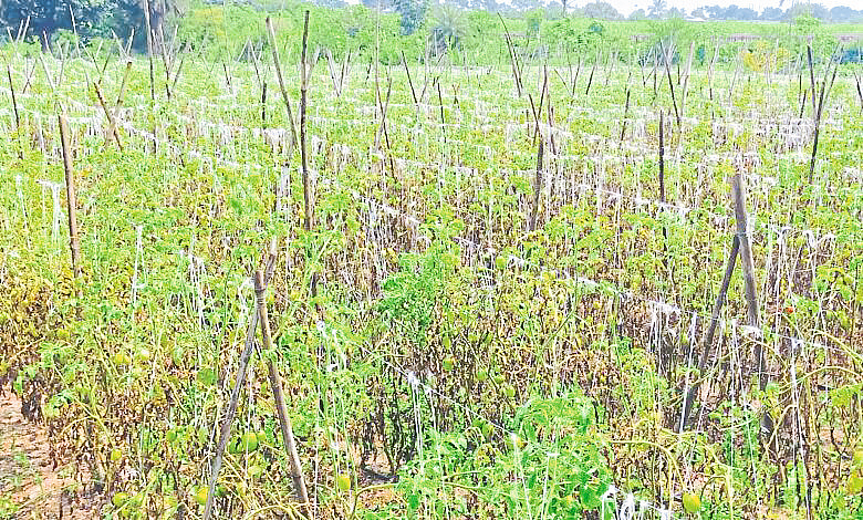 return rains hit 15000 hectares of tomato crop in Dindori taluka