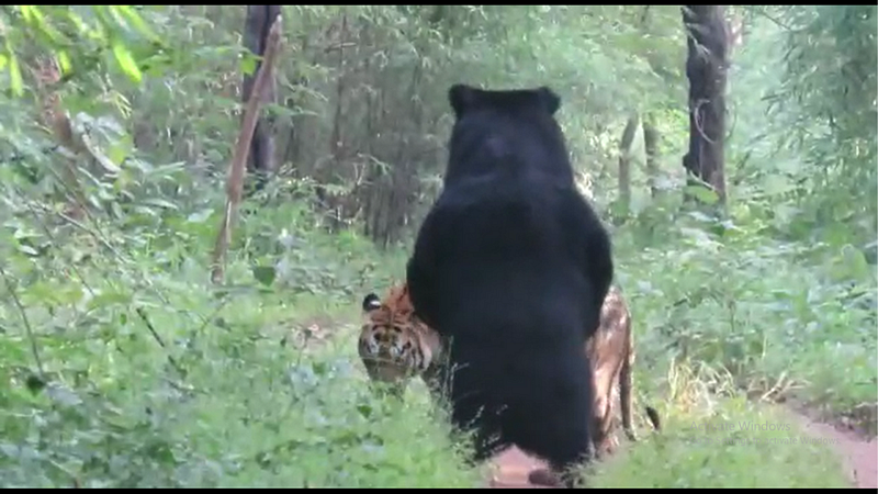 tiger-bear video
