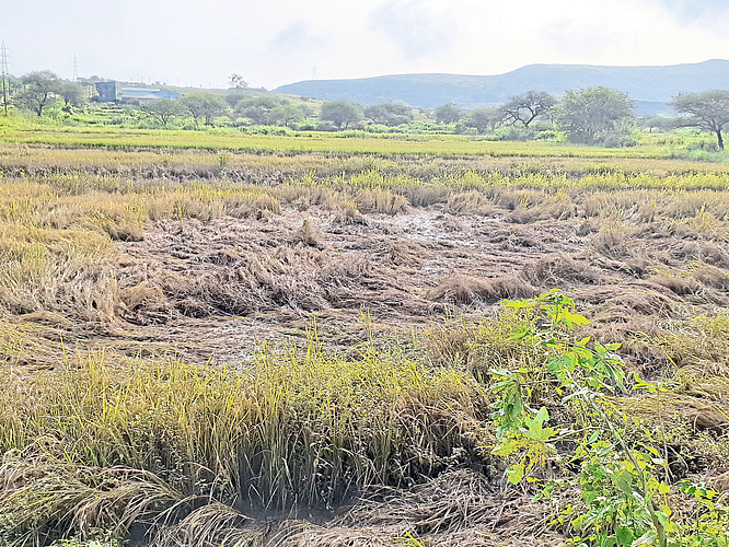 Heavy rain damage paddy farming