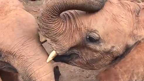 हत्ती कसे किस करत असतील? हा प्रश्न पडला असेल तर Video पहा