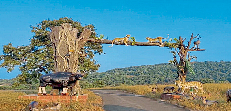 चांदोली जंगल सफारीने फुलली