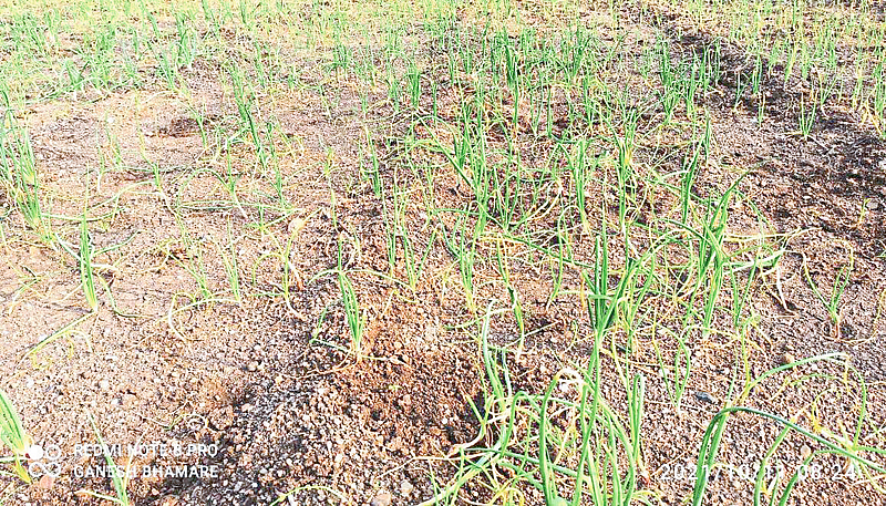 Due to heavy rains in Nashik district onion crop were damaged