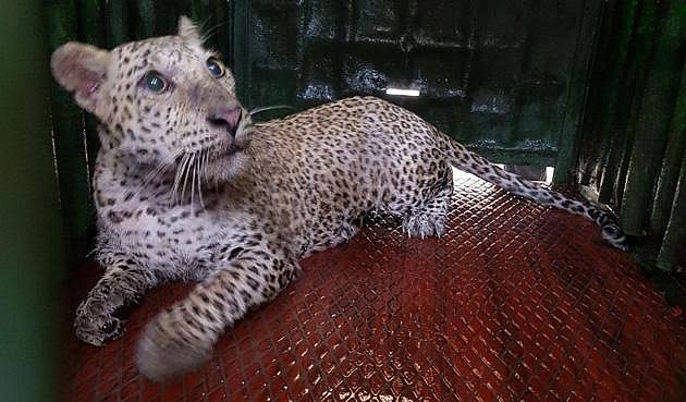 panther