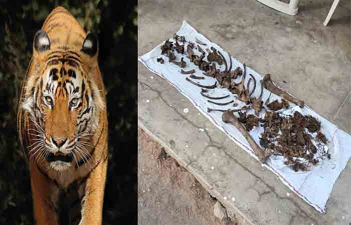 वाघाच्या अवयव तस्करीप्रकरणी पाच अटकेत
