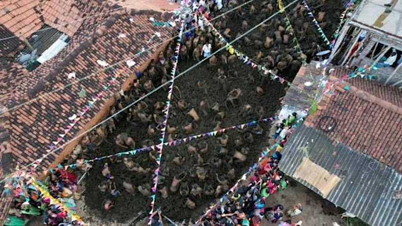 या उत्सवात सहभागी होणारे गावातील लोक दुपारी गाय मालकांच्या घरी जाऊन शेण गोळा करतात. त्यानंतर हे शेण ट्रॅक्टरनं गावातील मंदिरात आणलं जातं.