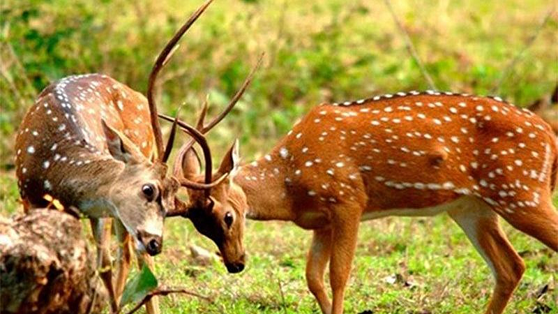 Pune : पर्यटनातील स्पीकरचा गोंगाट वन्यजीवांना ठरतोय धोकादायक