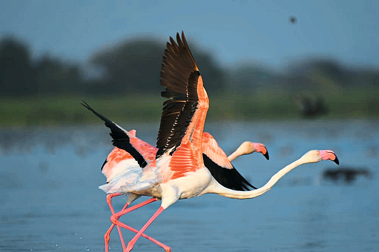 Flamingo