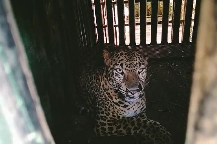 leopard that terrorized the city area in Igatpuri was finally captured