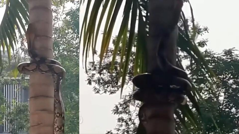 Video : बाप रे! नारळाच्या झाडावर अजगर पाहून...