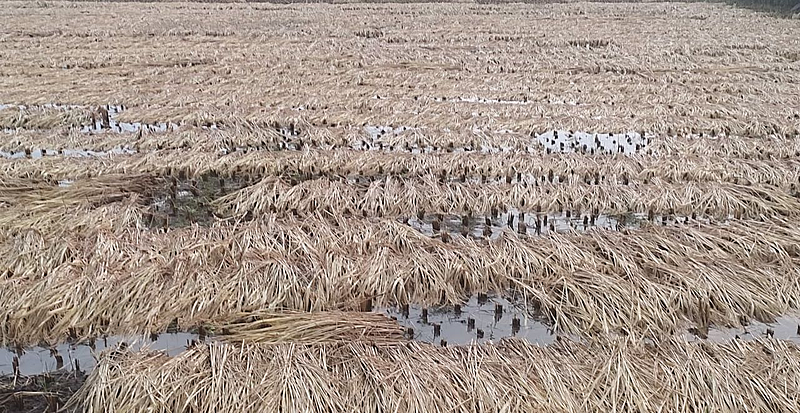 rain crop damaged