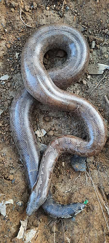 Common sand boa snake