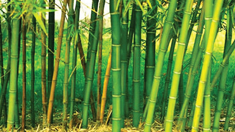 बांबू क्षेत्रातील औद्योगिक संधी कार्यशाळा
