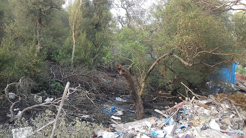 Varsova mangroves