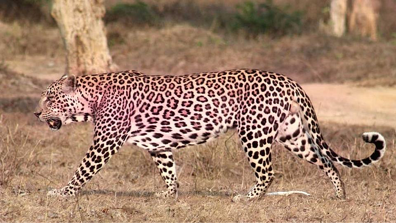 pink leopard