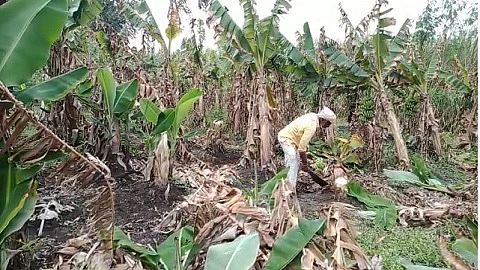 Farmer Destroy Banana Garden In Paithan Taluka of Aurangabad