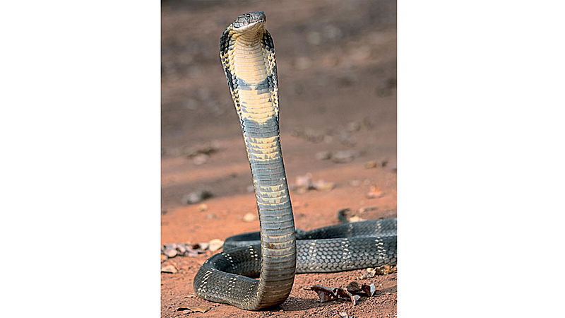 Snake
