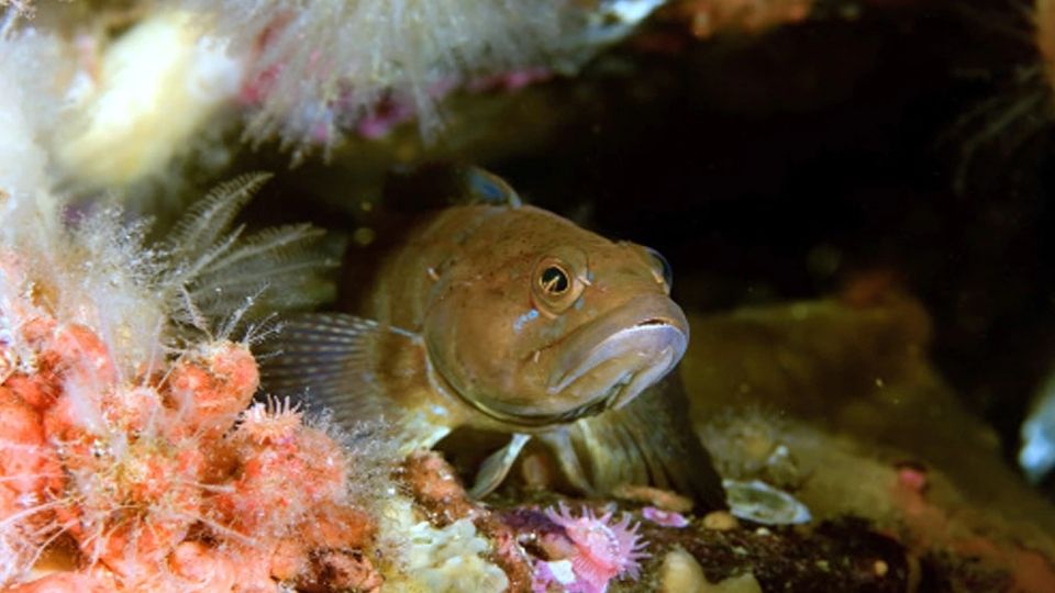लाल रंग लावल्याने माशाचा जबडा लाल झाला. त्यानंतर ते एका एक्वैरियममध्ये ठेवण्यात आले, जे फ्लोरोसेंट हिरव्या रंगाने भरलेले होते. त्यामुळे त्याचे दात पुन्हा नवीन रंगात बदलले. यानंतर एमिली कारने हा मासा पाण्यातून बाहेर काढला आणि अंधाऱ्या प्रयोगशाळेत सूक्ष्मदर्शकाखाली ठेवलं, जेणेकरून दात मोजता येतील. हे लाल आणि हिरव्या दातांमधील फरक दर्शवते. त्यात २० माशांच्या तोंडातील १० हजारांहून अधिक दात मोजले गेले.
