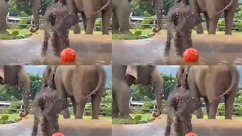 फुटबॉल खेळणारं हत्तीचं पिल्लू पाहायचंय का? व्हायरल झालाय व्हिडीओ