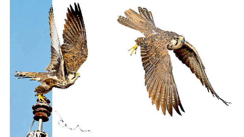Peregrine falcon