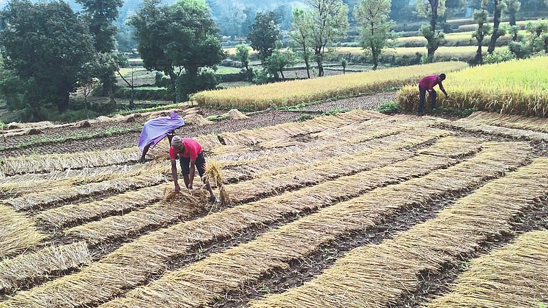 गव्यांनी पाठ सोडली अन् पावसानं धरली