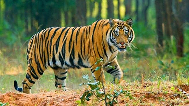गडचिरोली : वाघाने केले महिलेला ठार