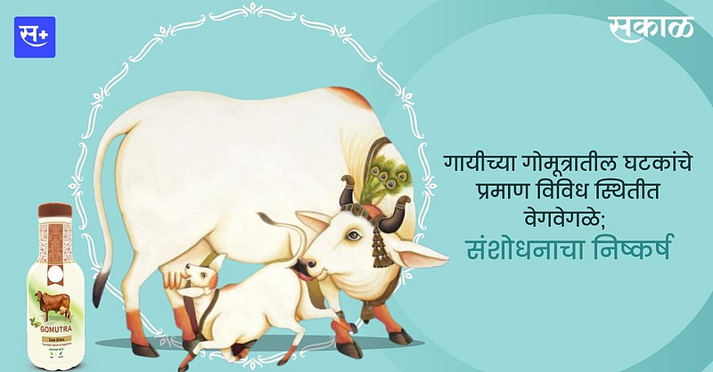 गोमूत्रातील घटकांचे प्रमाण विविध स्थितीत वेगवेगळे; संशोधनाचा निष्कर्ष}