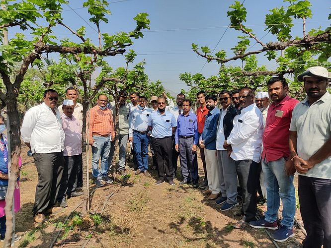 गोळेगाव( ता.जुन्नर) : घडनिर्मिती न झालेल्या द्राक्ष बागेची पहाणी करताना राष्ट्रीय द्राक्ष संशोधन केंद्राचे संचालक डॉ.आर.जी. सोमकुंवर यांच्यासह उपस्थित शास्त्रज्ञ व शेतकरी.