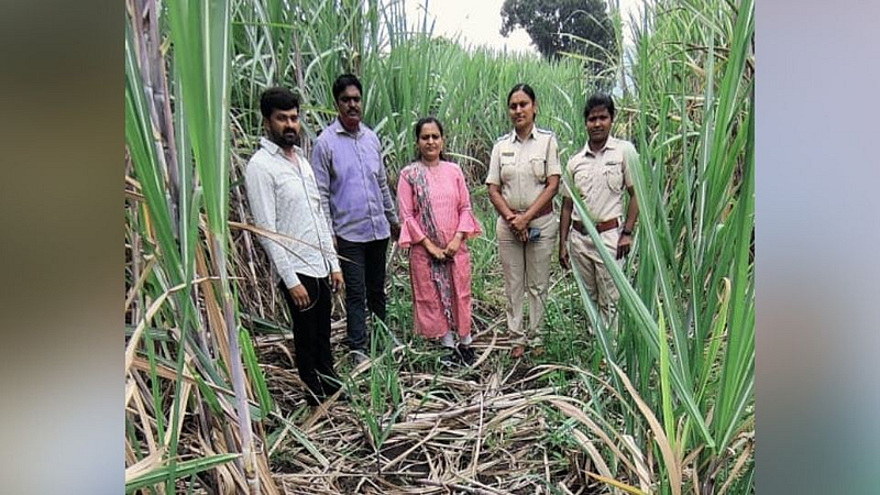 रानडुकरांचा हैदोस; ऊस व भात शेतीचे नुकसान
