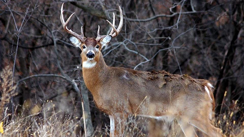 White Tailed Deer