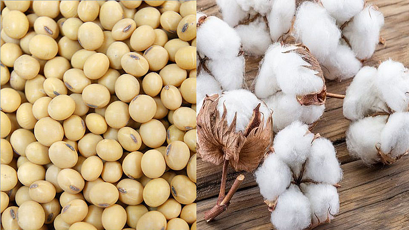 soybean and cotton