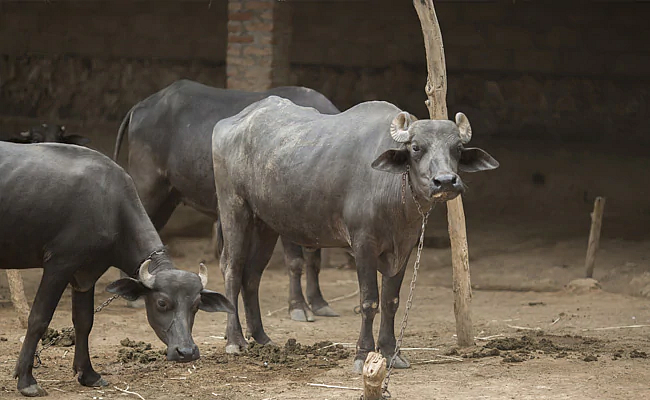 म्हैस दूध देईना; मालकाची थेट पोलिसांत तक्रार!