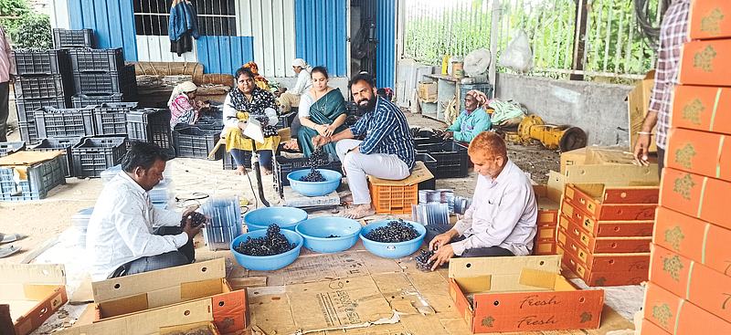 Successful grape farming of young farmers