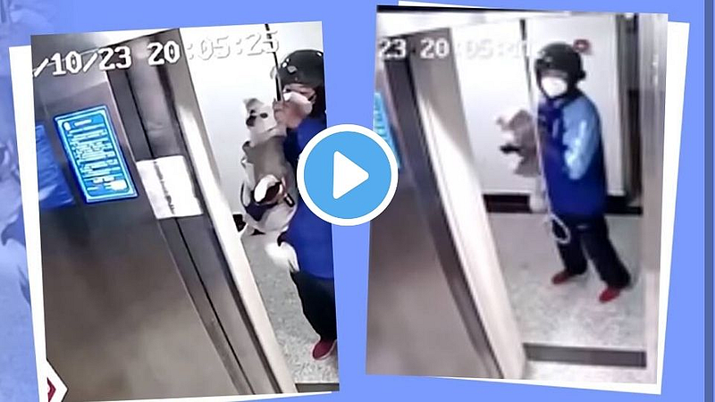 Video : लिफ्टमध्ये कुत्र्याला बसला गळफास; डिलिव्हरी बॉयने वाचवले प्राण