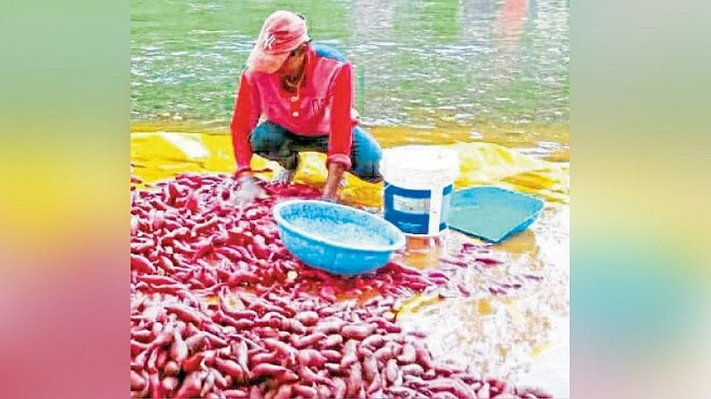 बदलती गावे : उपासाच्या रताळ्यांना विकासाची गोडी
