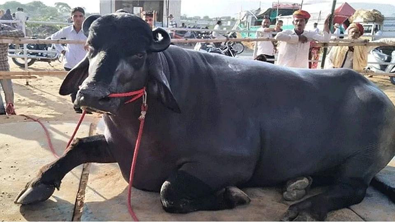 buffalo