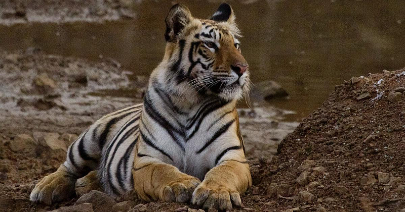 Chandrapur : वाघाच्या हल्यात महिला गंभीर जखमी