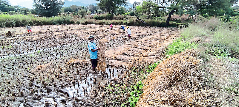 Paddy cultivation in Igatpuri taluka has been severely damaged due to unseasonal rains