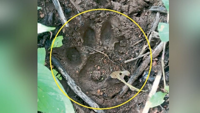 Kolhapur : चंदगड वनक्षेत्रात वाघाचा अधिवास