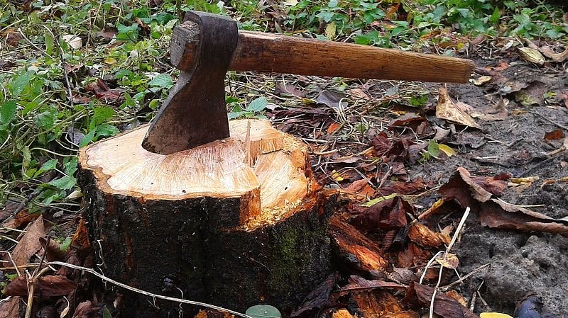 बांधकामाच्या नावाखाली ५० वर्षे जुने झाड कापले