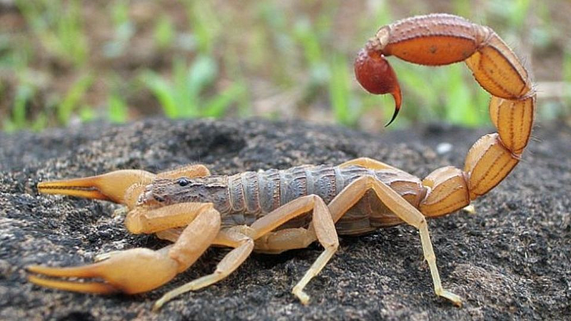 Scorpion