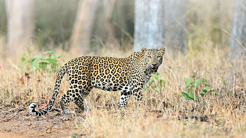 Leopard