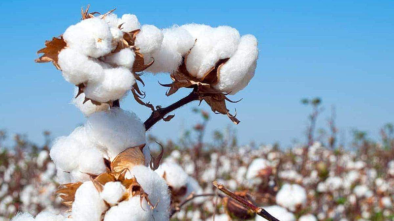 cotton production